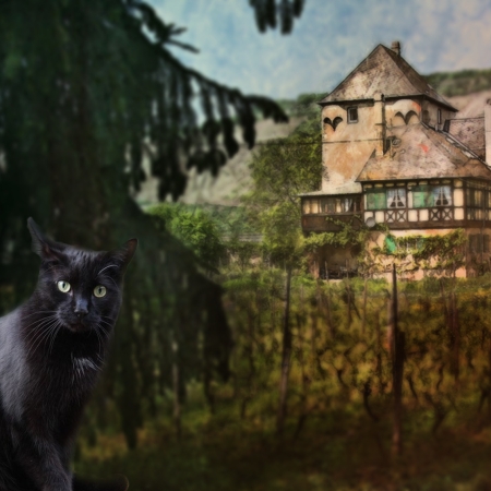 Fotomontage mit Kater Carlos im Weinberg.